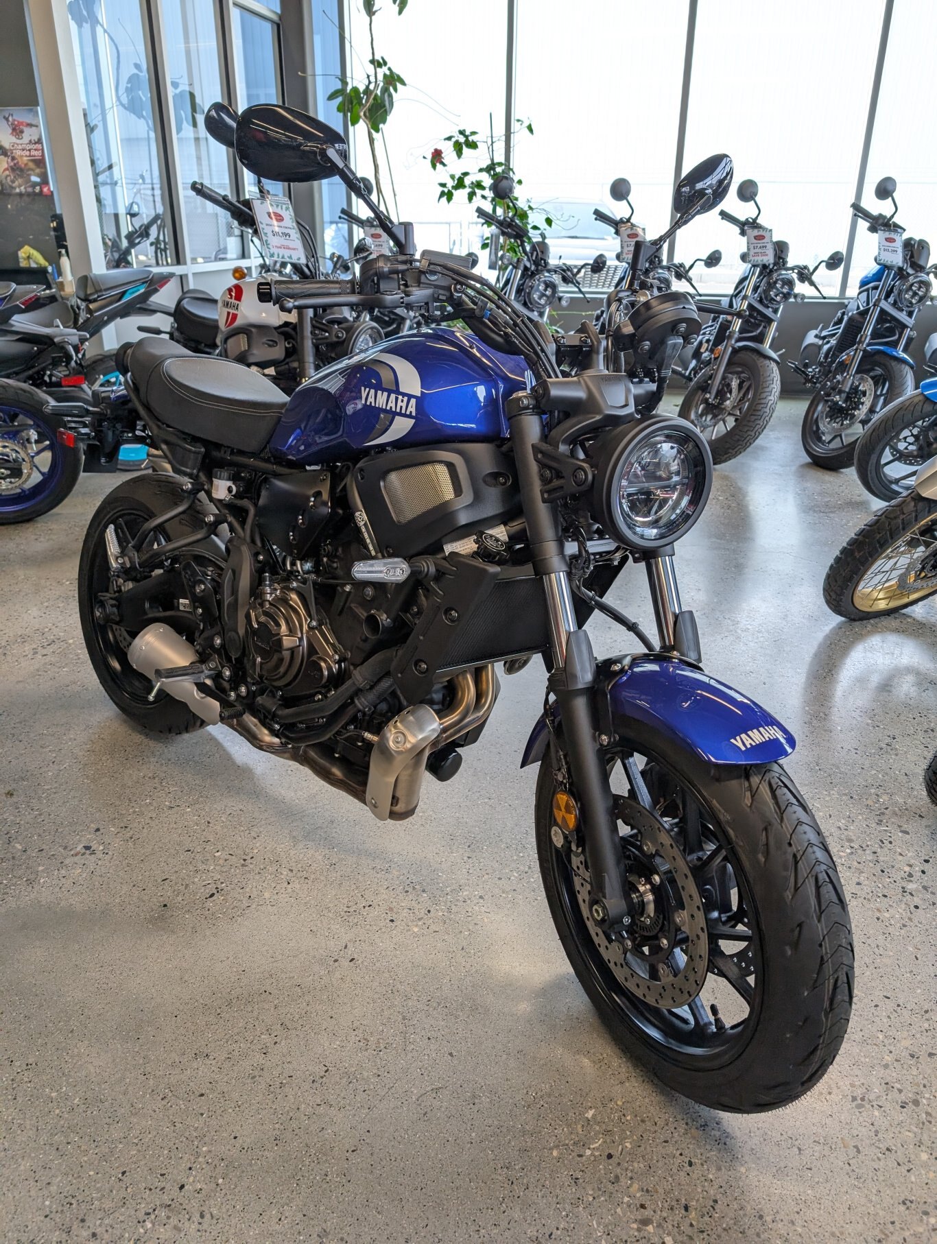 2024 Yamaha XSR700 Team Yamaha Blue