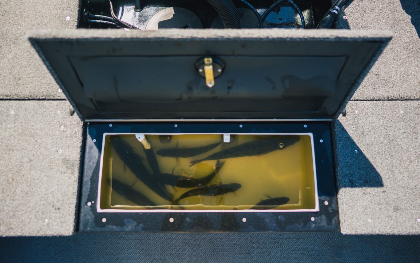 KingFisher 1925 Arrow Sport Multi-espèces 2025