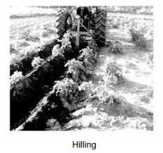 POTATO Planter, Hiller & Digger