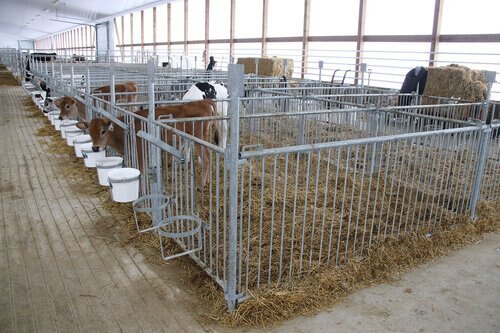 Bauman Calf Pens