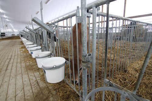 Bauman Calf Pens