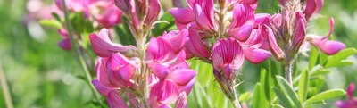General Seed Company Sainfoin