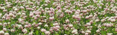 General Seed Company Alsike Clover (Also Available in Organic)