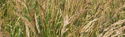 General Seed Company Tall Fescue