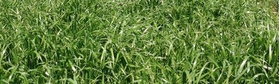 General Seed Company Italian Annual Ryegrass (Also Available in Organic)