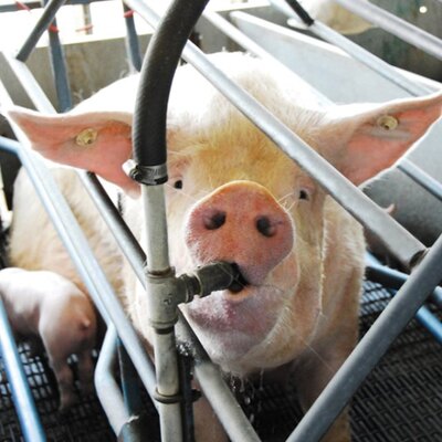 Canarm Drinker Package