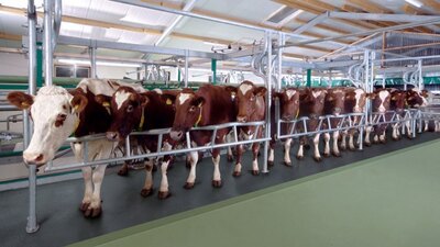 GEA Herringbone Parlor EuroClass 800/850/800 RE