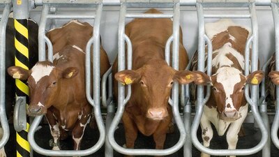 GEA Side-by-Side Parlor Global 90 Vertical Lift