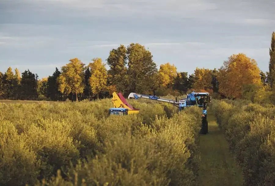 New Holland Braud 9090X Olive Harvester Braud 9090X Olive 2 Hoppers