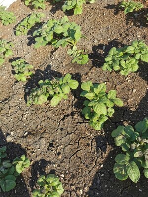 ACF SR FIVE ALIVE Plant Bio Fertilizer, Seed Treatment, & Soil Remediation Liquid