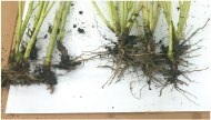 ACF SR FIVE ALIVE Plant Bio Fertilizer, Seed Treatment, & Soil Remediation Liquid