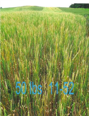 TK622 GREEN Low Salt Liquid Starter Fertilizer