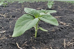 622 BLACK PLUS Low Salt Liquid Starter Fertilizer c/w Humates, Amino Acids, & MICROS