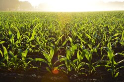 How to Dry Corn in a Grain Bin