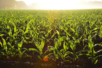 How to Dry Corn in a Grain Bin