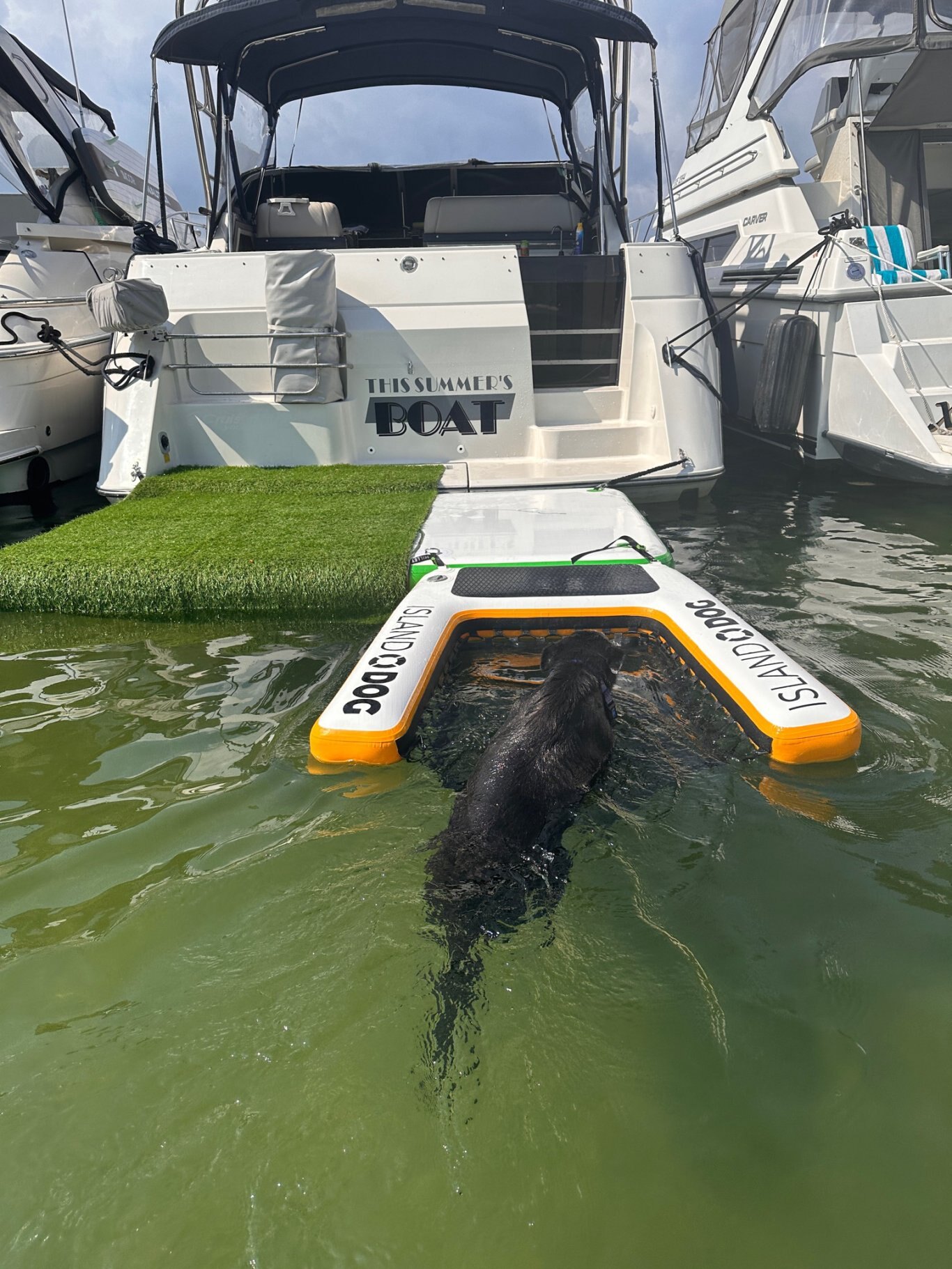 Small D-Ring Assembly 2 Pack