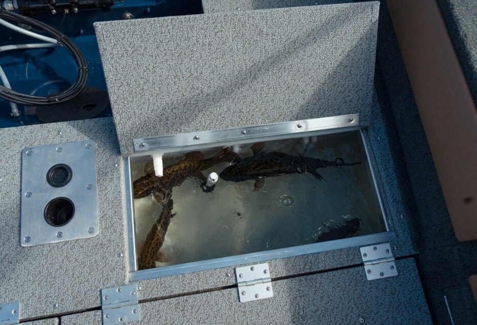 2026 Legend 18 XT Sapphire Blue