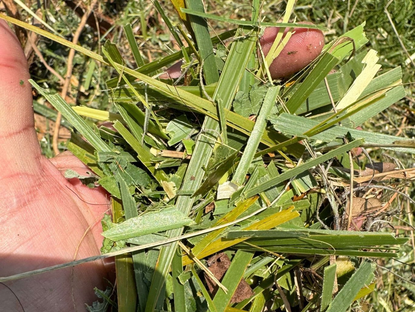 Vortex V12 31 Wood Chipper